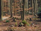 Bosbegraafplaats Witteveen met planten, grafstenen en lantaarns in een herfstlandschap