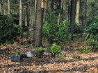 Bosbegraafplaats Witteveen met bloemenmanden, planten en een vogelhuisje
